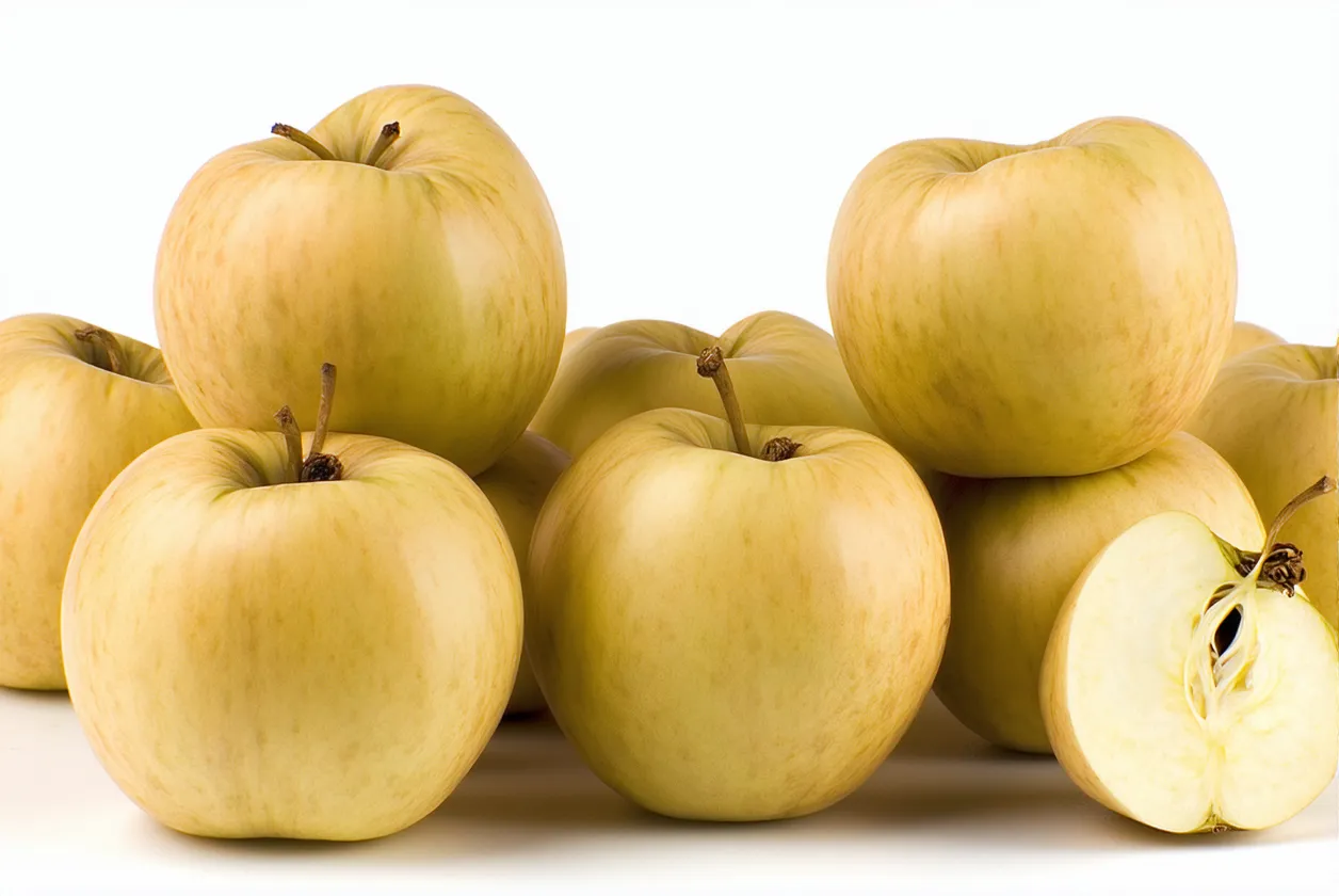 Récoltez, triez et stockez les pommes de terre sans pertes