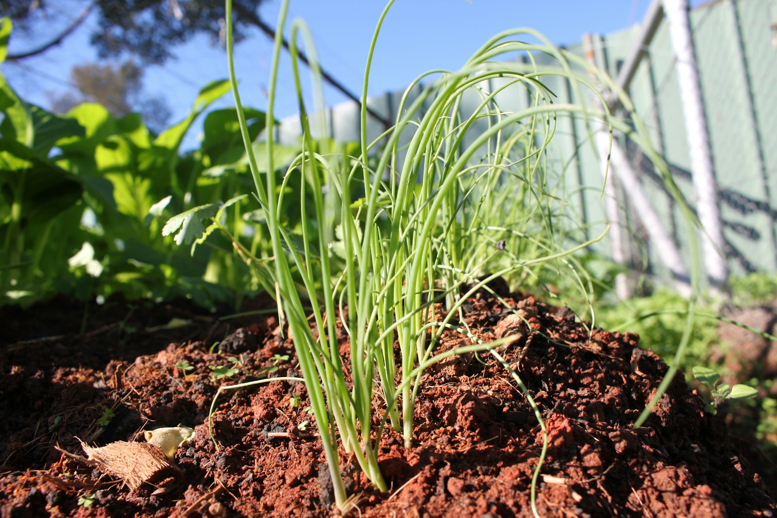 A close up of a plant growing out of dirt