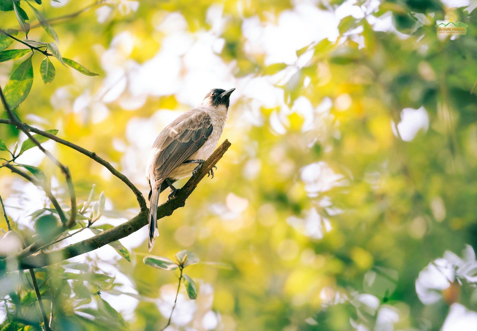 Pourquoi attirer les oiseaux booste les récoltes de votre potager