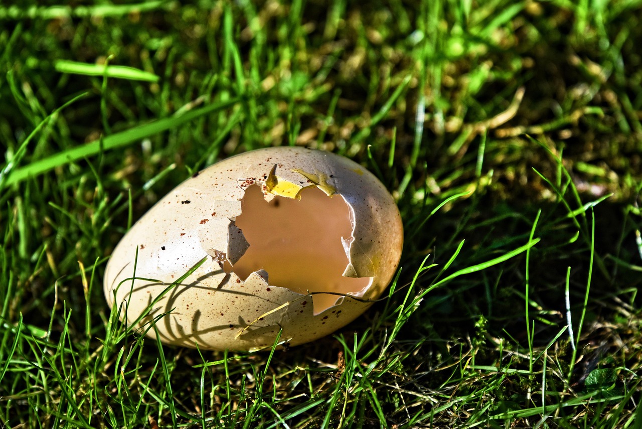 bird's egg, egg shell, hatched, empty shell, nature, ground, grass