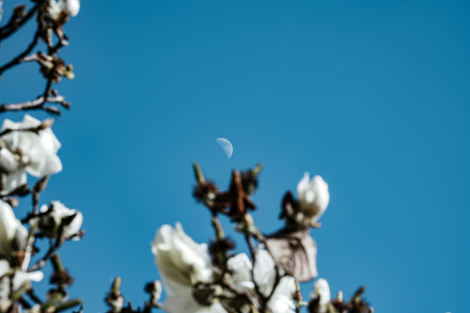 White magnolia blossoms with a crescent moon in blue sky