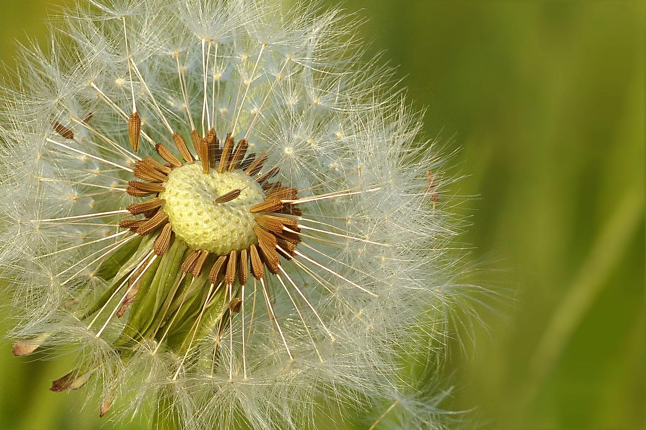 dandelion, meadow, flower wallpaper, flower, seeds, beautiful flowers, nature, flower background, flying seeds
