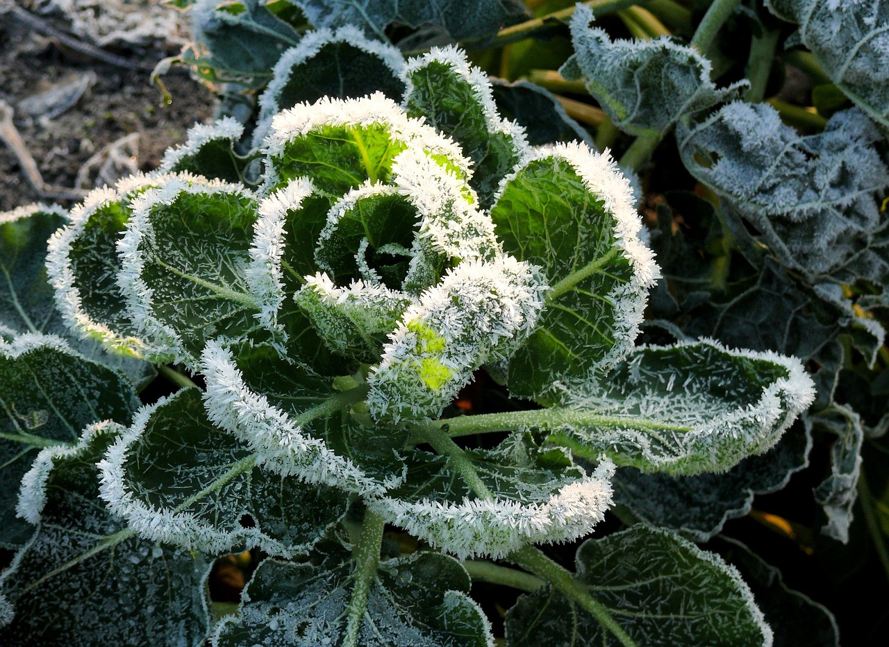 plant, green, nature, frozen, ice, to freeze, winter, garden