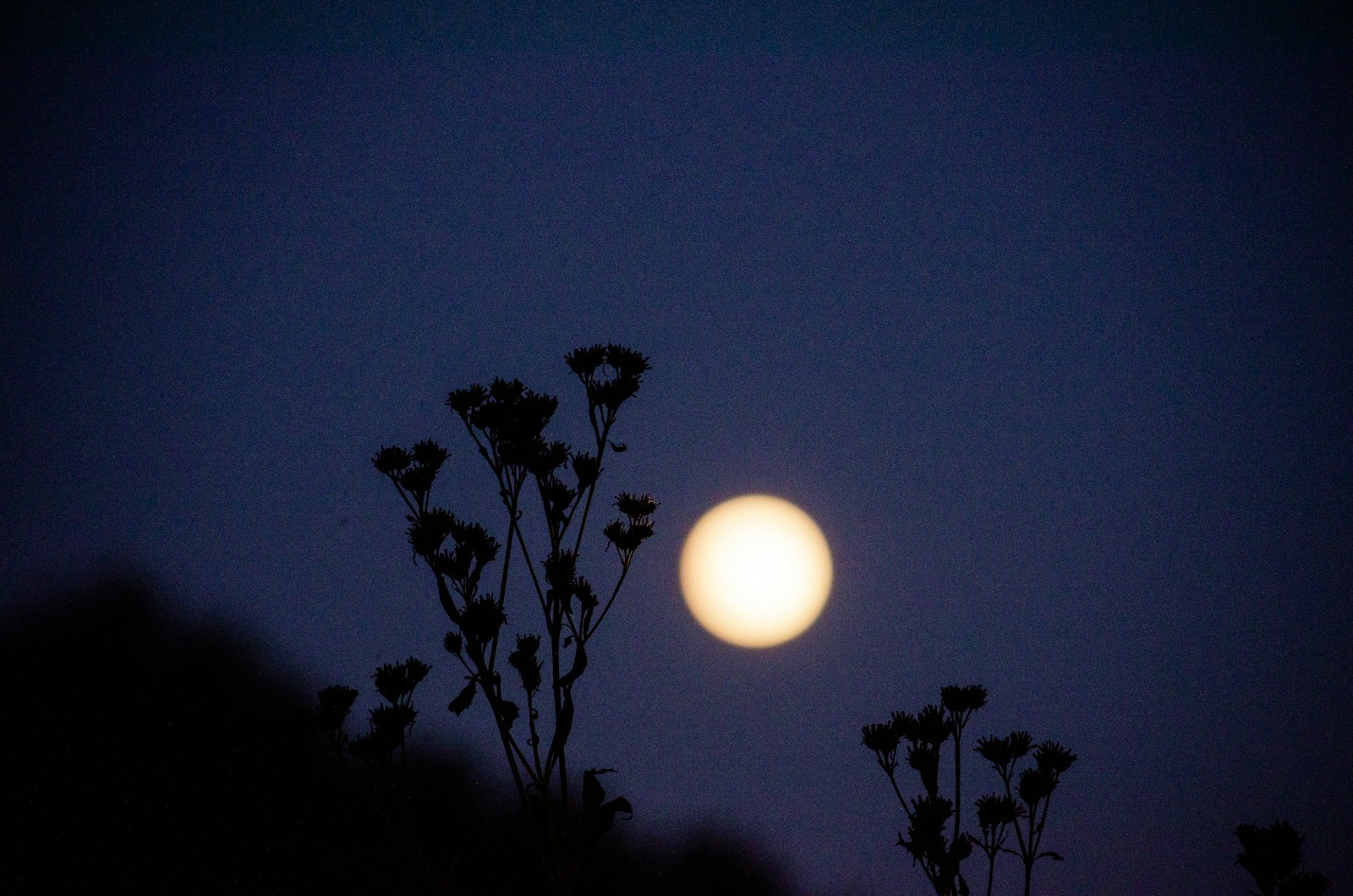 Full moon shines through silhouetted plants at dusk