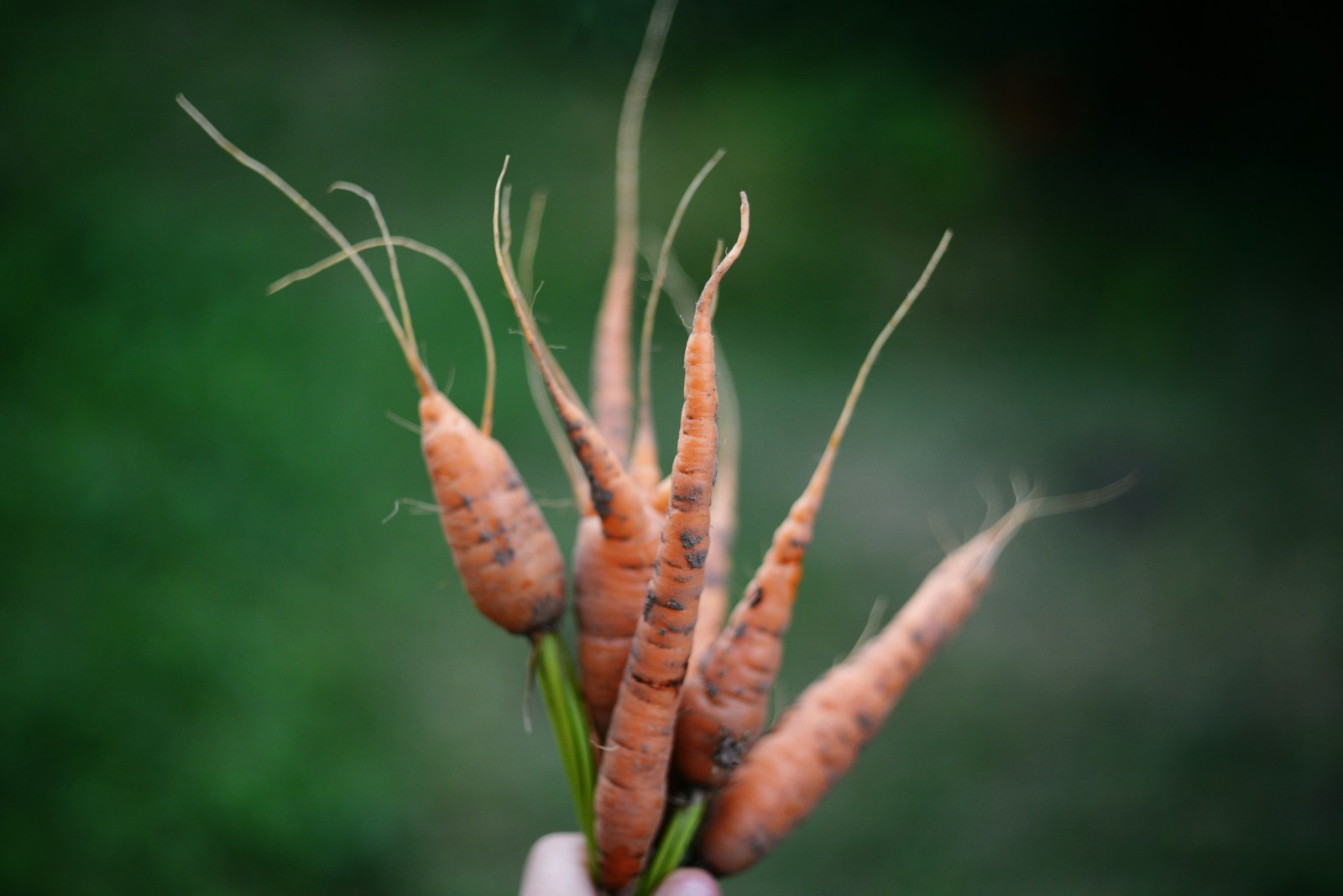 Carottes, navets et radis : plantez-les maintenant !