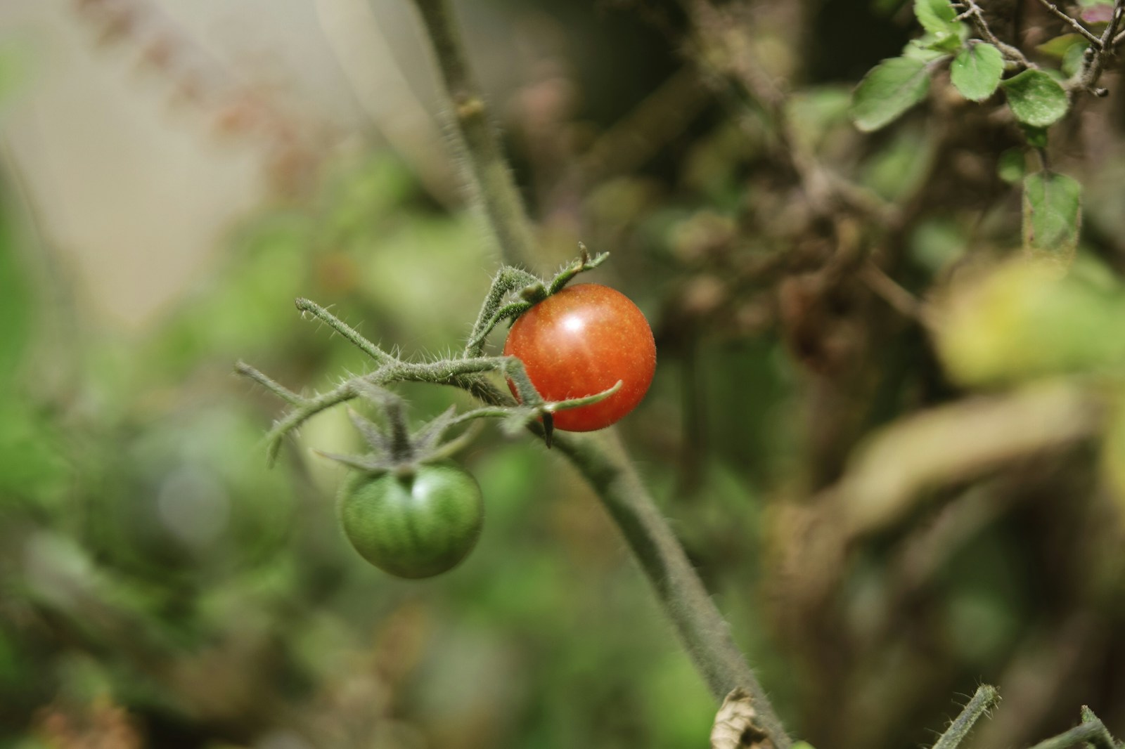 green and orange tomatoes