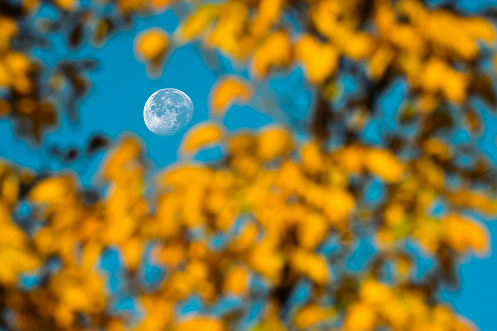 Jardiner avec la lune : semaine 03 du 12 au 18 janvier 2026