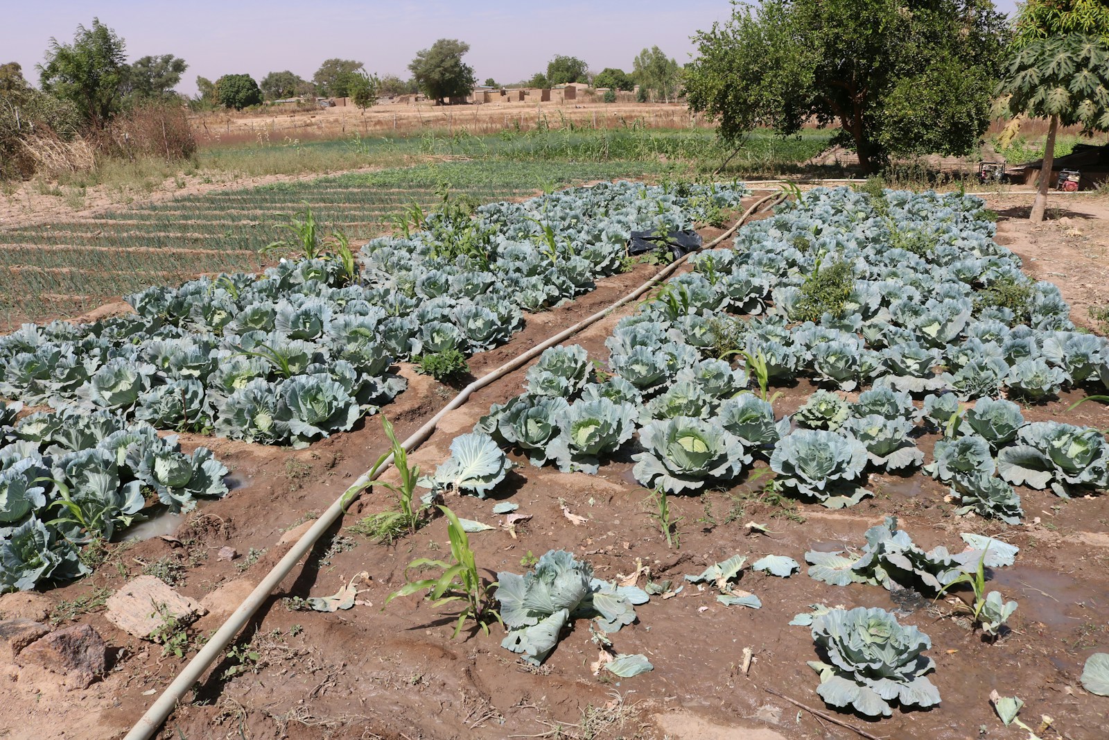 Récoltes d&rsquo;hiver : poireaux, choux et mâche au top !