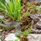 Serpent au jardin : lire les bons indices pour savoir si c&rsquo;est une couleuvre ou une vipère (et agir juste)