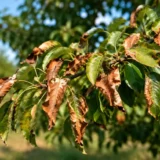 Pourquoi les feuilles de mon poirier brunissent-elles en été ?