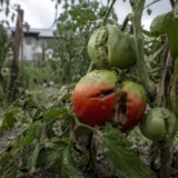 Protéger votre potager de la grêle : ce qu&rsquo;il faut vraiment faire
