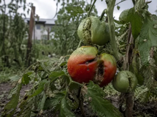 Protéger votre potager de la grêle : ce qu’il faut vraiment faire