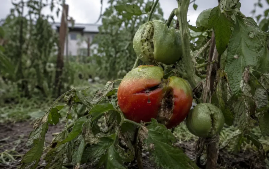 Protéger votre potager de la grêle : ce qu&rsquo;il faut vraiment faire