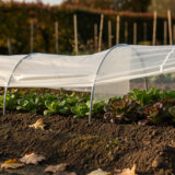 Salades d&rsquo;automne : voile de forçage ou mini-tunnel, lequel tient vraiment ?