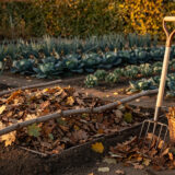 Les premières feuilles mortes tombent : 5 façons de les faire travailler au potager