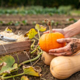 Récolte des courges : 4 signes plus fiables que la couleur