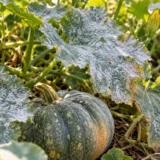 Oïdium sur les courges en septembre : couper, traiter ou laisser faire ?