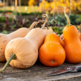 De la récolte à l&rsquo;assiette : tenir ses courges tout l&rsquo;automne