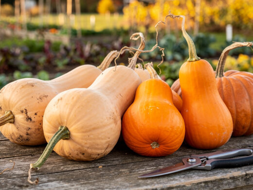 De la récolte à l’assiette : tenir ses courges tout l’automne