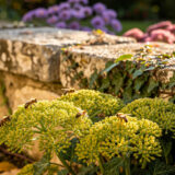 Les fleurs qui font encore manger les abeilles quand l&rsquo;été s&rsquo;en va