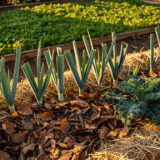 Protéger le sol du potager en automne : 5 solutions à choisir parcelle par parcelle