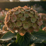 Hortensias fanés : attendre, c&rsquo;est protéger les fleurs de l&rsquo;an prochain