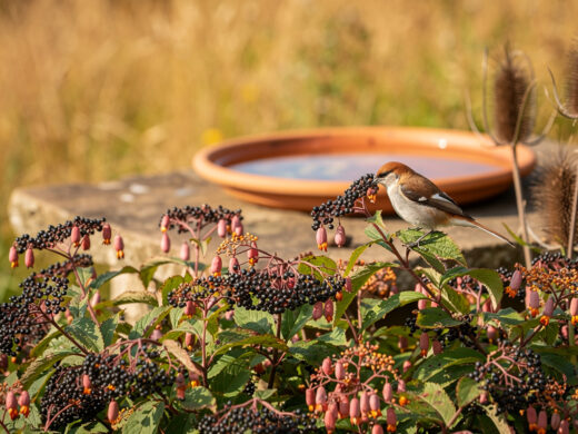 Oiseaux de passage au jardin : aider sans créer de dépendance