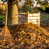 Feuilles de noyer au compost : ce qu&rsquo;il faut vraiment en faire