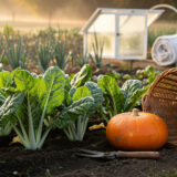 Le potager bascule en octobre : semis, récoltes et protections de la semaine